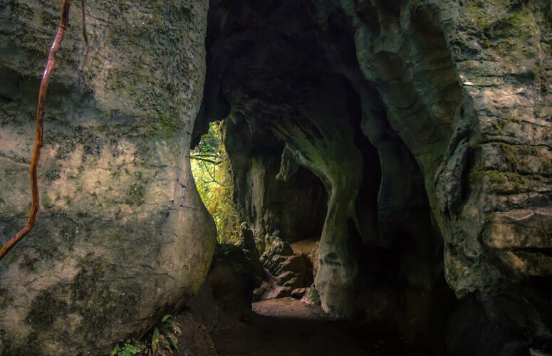 Cave Ruakuri Reserve walk