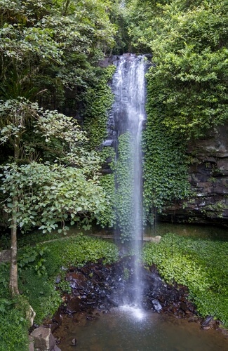 Crystal Shower Falls in Dorrigo National Park