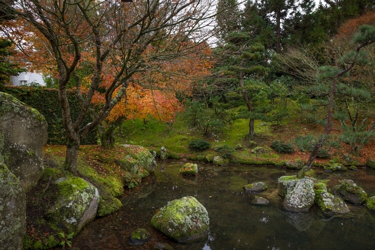 Japanese garden in Hamilton Gardens