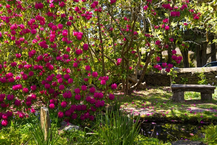 Pink blooming shrub in Leura gardens