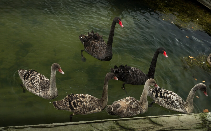 Swans in Rotorua lake