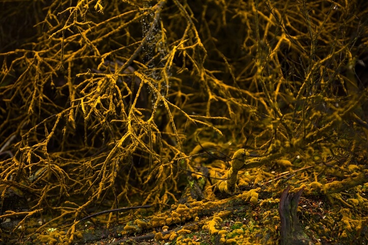 Yellow moss root in Waiotapu